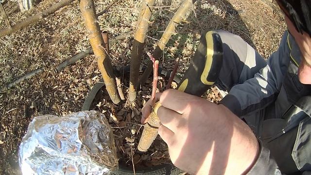 Прививка яблони за кору. смотреть онлайн