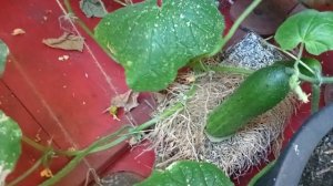 Огород на балконе. Пермский край. Огурцы F1 Берендей.