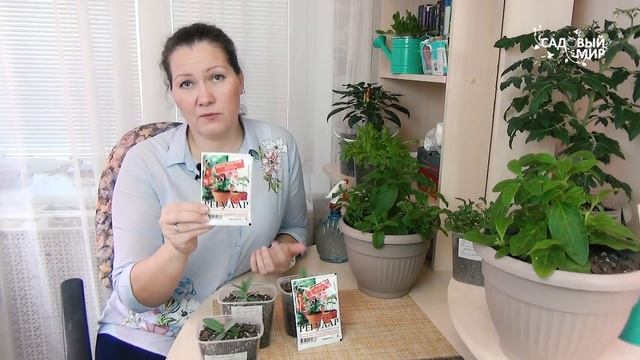 Рассада в феврале - профилактика вытягивания.Разовая обработка этим средством спасет от вытягивания смотреть онлайн