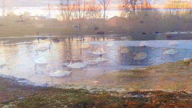 Много лебедей на зимней реке. Зимний солнечный день возле реки 2. смотреть онлайн