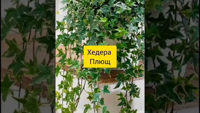 Самые теневыносливые комнатные растения смотреть онлайн