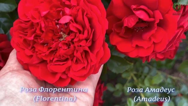 Плетистые розы. Сравниваем характеристики сортов. Питомник растений Е. Иващенко смотреть онлайн