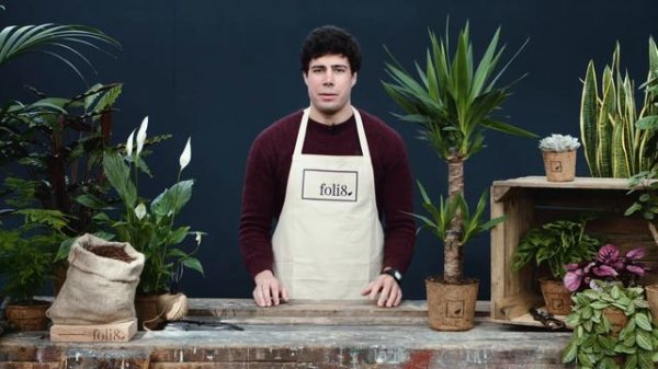 Yucca Plant Care Tips 🌿 How To Care For Yucca elephantipes