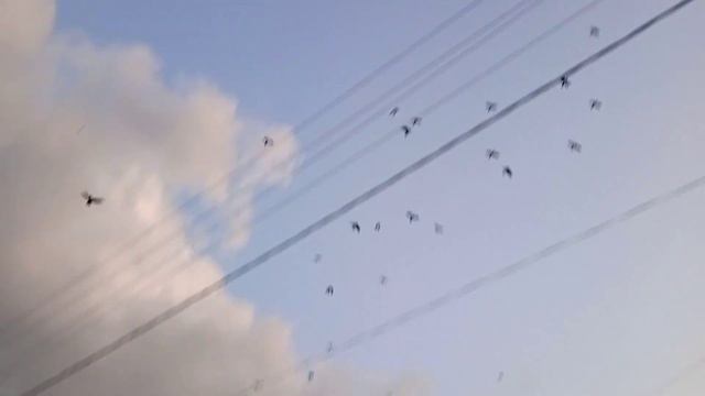 Птицы летят на юг. Хорошего им пути. 🖐🕊🙂 смотреть онлайн