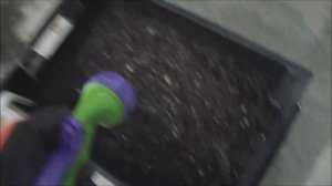 Дендробена. Кормление. как кормить червя