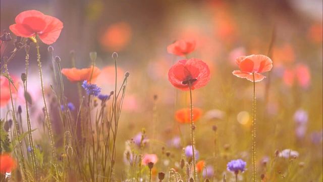 Быть пробужденным без мыслей - ЭКХАРТ ТОЛЛЕ [NikOsho] смотреть онлайн