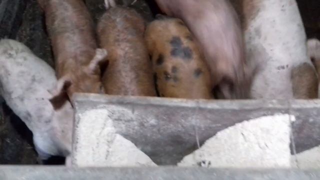 Растопка котла после ремонта. Потёк новый кран на воде в свинарник.Отремонтировал поплавок в бочке. смотреть онлайн