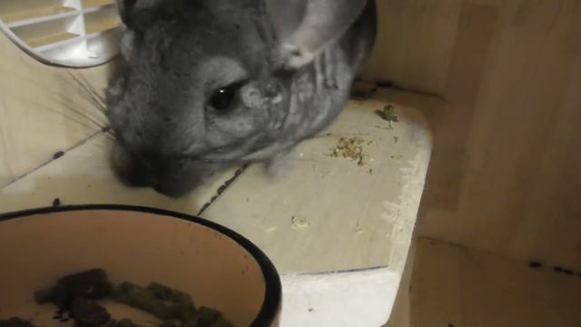 ШИНШИЛЛА ПУКАЕТ/ ДОМАШНЯЯ ШИНШИЛЛА смотреть онлайн