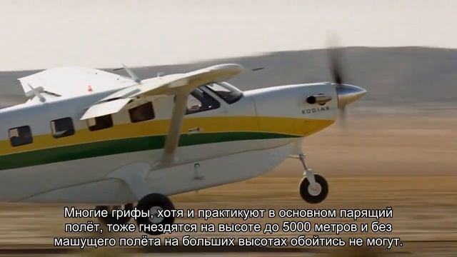 На какой максимальной высоте могут летать птицы смотреть онлайн