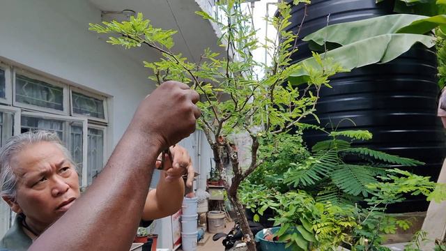 Bonsai work on an old Sweet Acacia Tree - Potting with Shellon смотреть онлайн