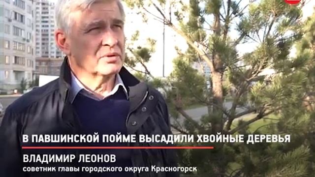 В Павшинской пойме высадили хвойные деревья смотреть онлайн