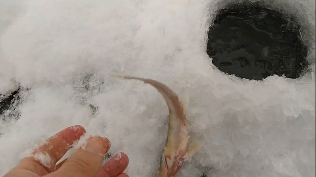 Зимняя рыбалка. Рыбалка в Татарстане . смотреть онлайн