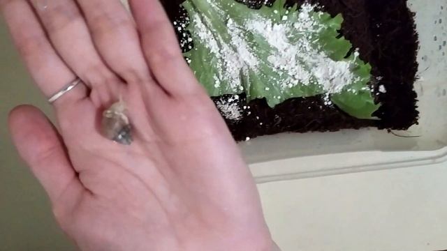 Аллергия на улитку!!! ЭТО ВОЗМОЖНО?! смотреть онлайн