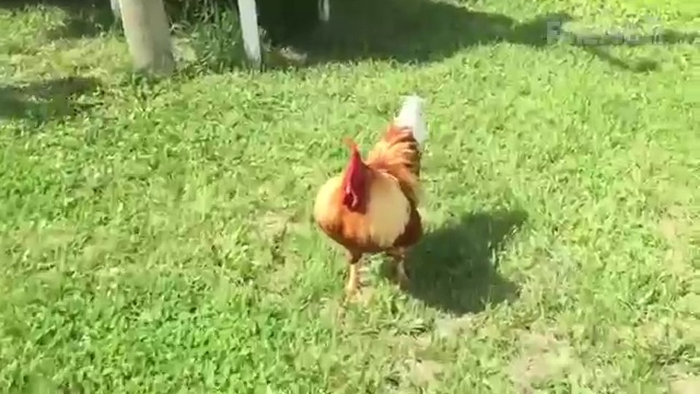 Подборка деревенских фейлов1 смотреть онлайн