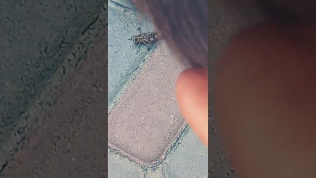 Кузнечику лапку оторвали... смотреть онлайн