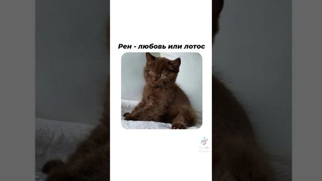 Как вам японские клички для котиков ? #pinterest #tiktok смотреть онлайн