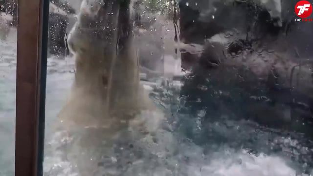 10 Случаев, Когда Стекло в Зоопарке Оказалось Недостаточно Прочным смотреть онлайн