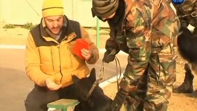 Планета собак 2011 - Восточно-европейская овчарка. Смоленская область, г. Вязьма смотреть онлайн