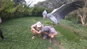 Китоглав. Самая удивительная птица в мире.