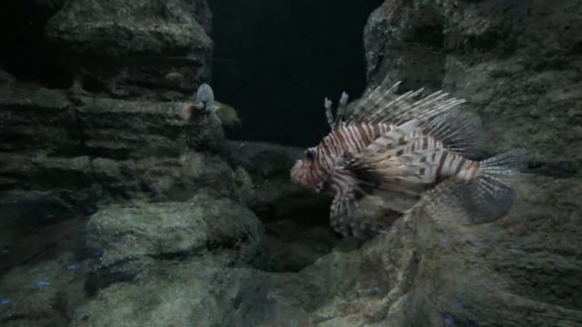 AQUARIUM DE FLORYA - ISTANBUL - TURQUIE - PARTIE 4