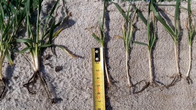 Влияние глубины посева пшеницы на развитие растения смотреть онлайн