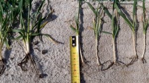 Влияние глубины посева пшеницы на развитие растения