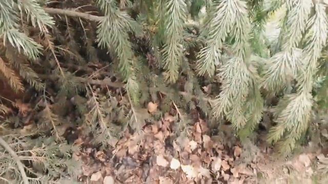 СОБИРАЮ ГРИБЫ на ДАЧЕ...ВСЯКИЕ ?? смотреть онлайн