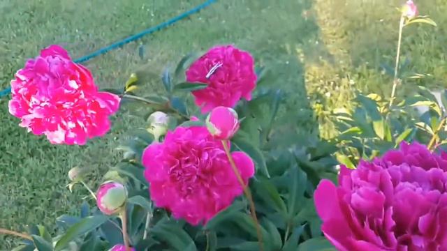Красота гостевого дома "Райское Гнёздышко" смотреть онлайн