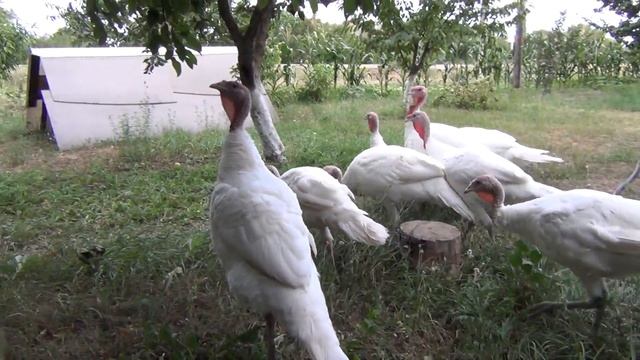 Купил новую видеокамеру SONY HDR-250E, индюки пасутся. смотреть онлайн