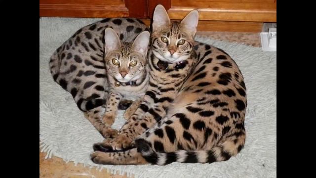 Саванна смотреть онлайн