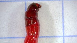 Мотыль (bloodworm), личинка комара под микроскопом #мотыль #личинка #bloodworm #larva