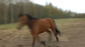 Ловим дикую лошадь