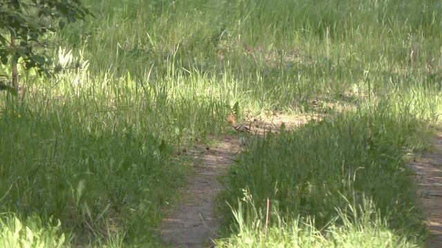 Удод. hoopoe. смотреть онлайн