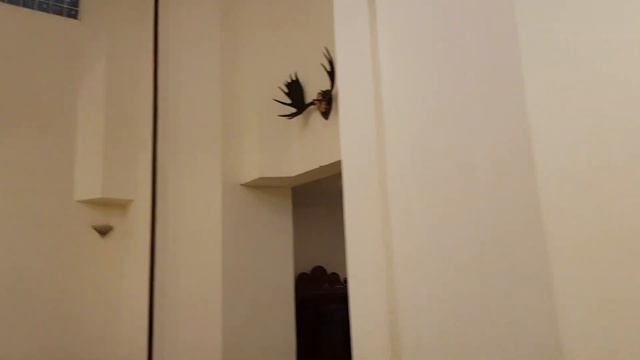 ТОП 3 ПРОДУКТА КОТОРЫЕ Я БОЛЬШЕ НЕ ПОКУПАЮ В ЕГИПТЕ / Отвечаю на вопросы / Ярмарка смотреть онлайн