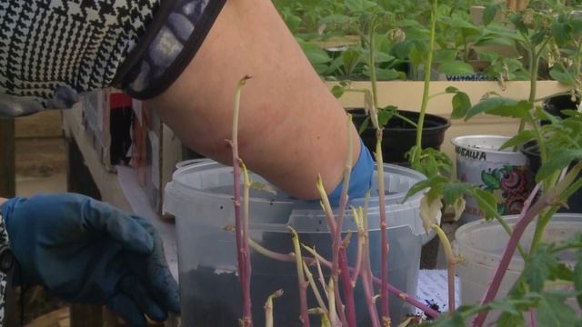 Томатная картошка. Эксперимент. Начало смотреть онлайн