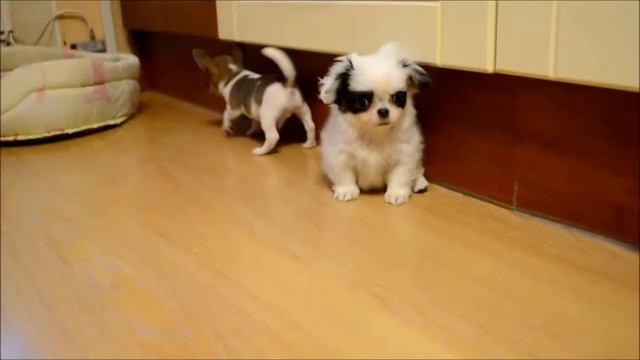 Щенки весна 2015 смотреть онлайн