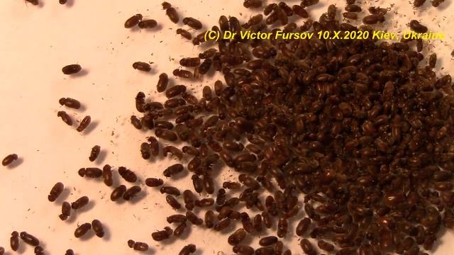 Жучки Едят На Кухне Овсянку? Кто Это? Как Избавиться? смотреть онлайн