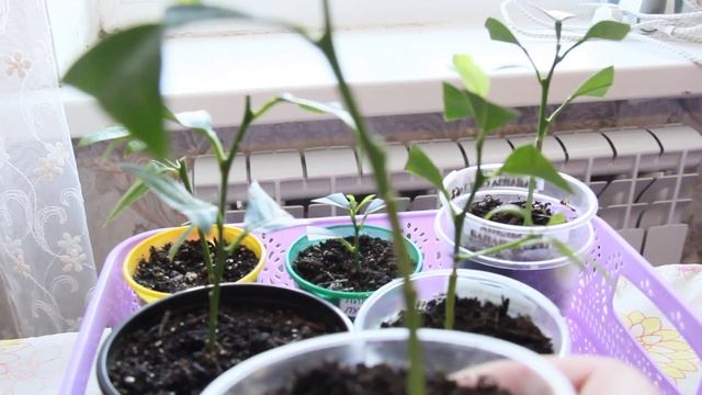 Вот что я натворила!!! Покупка лимона. Лимонарий! смотреть онлайн