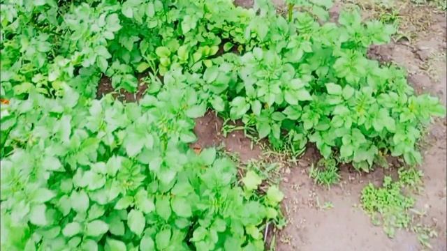 Варенье из клубники/Томаты на начало июня/Открыли сезон,бассейн готов/ смотреть онлайн