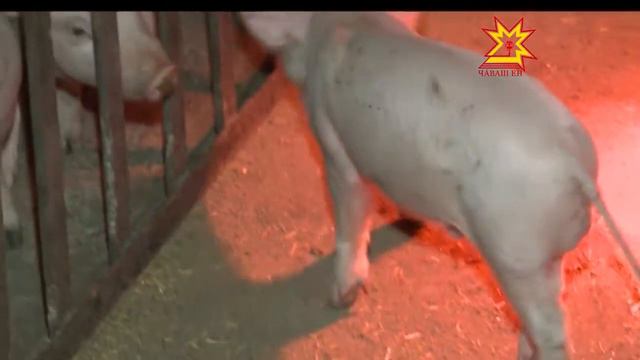 Василий Ефимов хуçалăхĕ смотреть онлайн