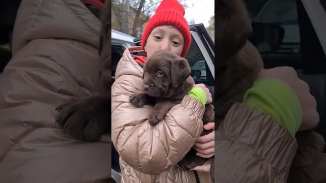 ПОДАРИЛИ ЩЕНКА. Саша и её щенок Лабрадора. смотреть онлайн