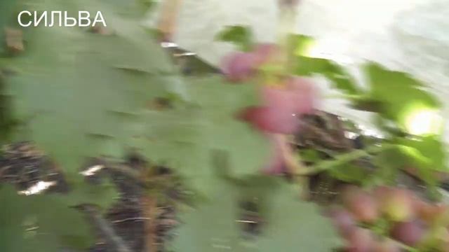 6-7.09.22г.Вива-Айка,Сильва,Надежда АЗОС,Арни,Восторг красный. смотреть онлайн