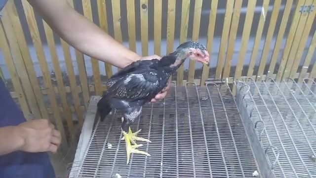 Бойцовые цыплята Шамо (Дакан) смотреть онлайн