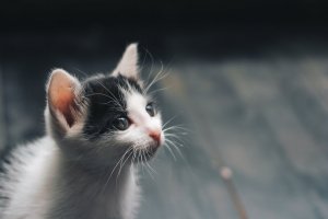 кошки охотятся на муху