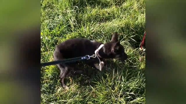 Живодеры продели проволоку через кожу щенка и завязали узлом. Что стало со щенком. История спасения смотреть онлайн