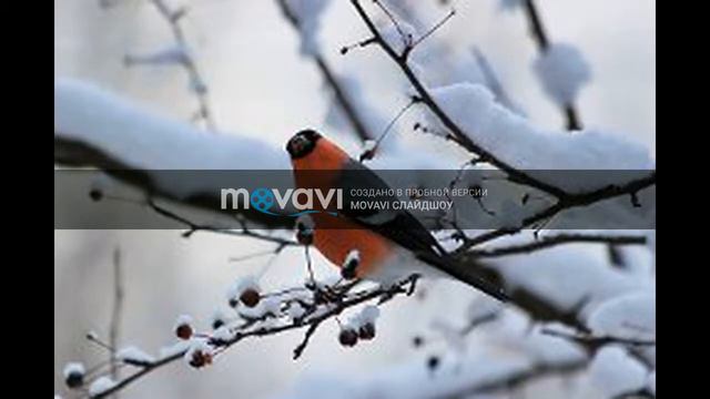Снегири. для 1-2 классов Умная кошка! смотреть онлайн