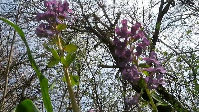 4K Природа села Малый Карай,весна Видео смотреть онлайн