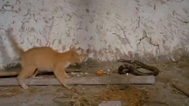 Mortal combat. Cat vs Cobra. Смертельная битва. Кот против кобры. смотреть онлайн