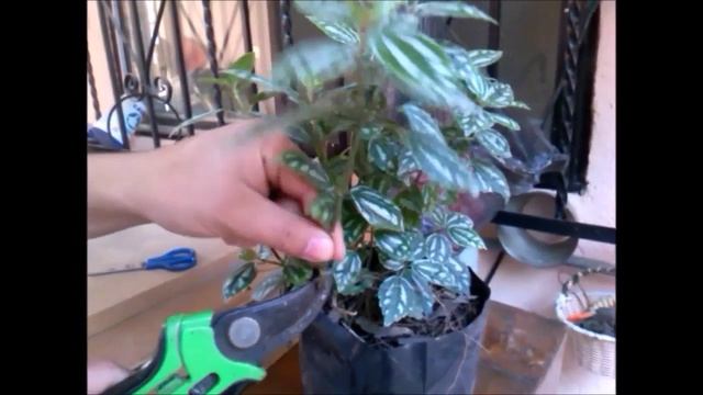 Pilea Cadierei// Planta de Aluminio// Planta Artillería// Planta de Fuegos Artificiales. смотреть онлайн
