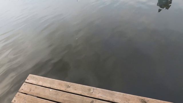 Рыбалка на отводной поводок на пруду в середине октября смотреть онлайн